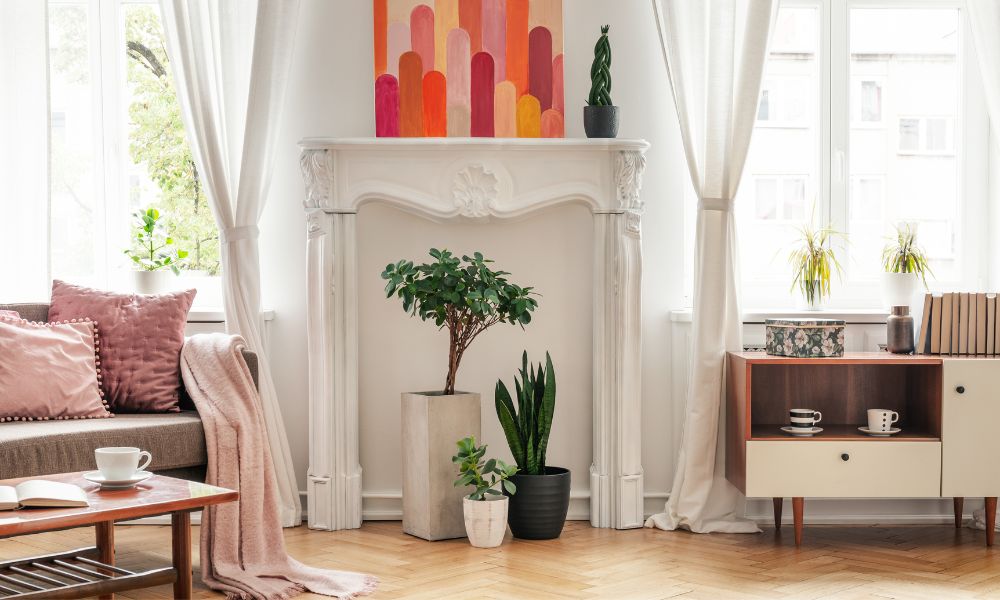 two plans in the middle and sofa and tea shelves behind